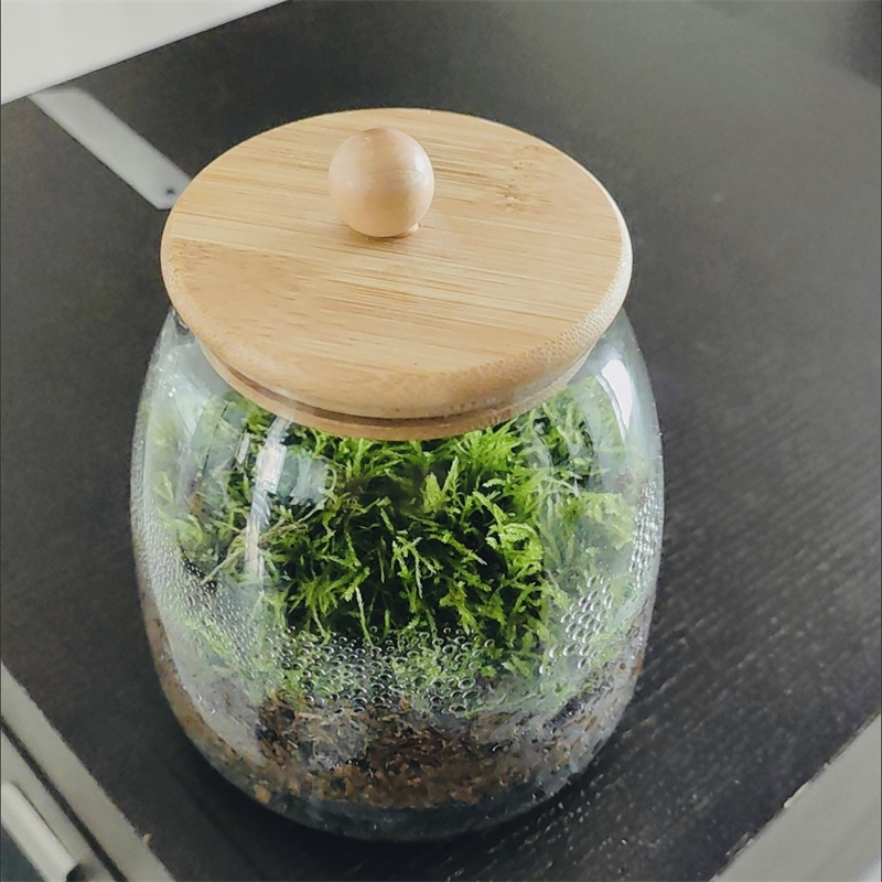Mikro Krajobrazy Szklane Butel – Terrarium Glass Bottle recenzja i cena